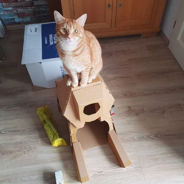Gatto europeo a pelo corto disponibile per ladozione | Foto 2