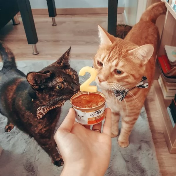 Gatto europeo a pelo corto disponibile per ladozione | Foto 1