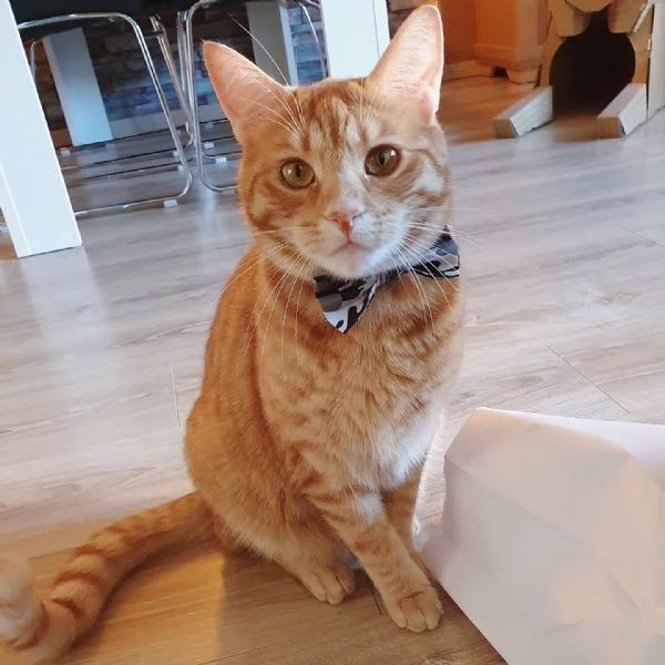 Gatto europeo a pelo corto disponibile per ladozione | Foto 0