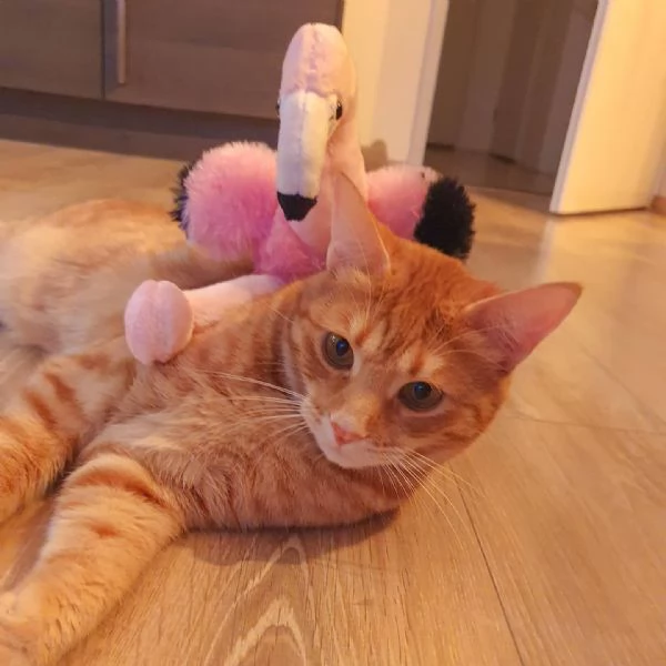 Gatto europeo a pelo corto disponibile per ladozione