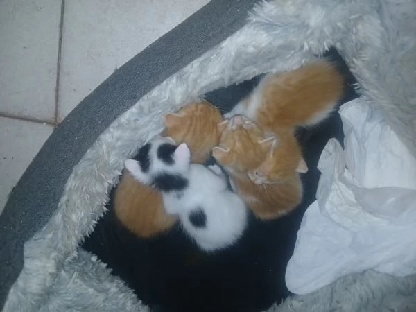 regalo gattini 