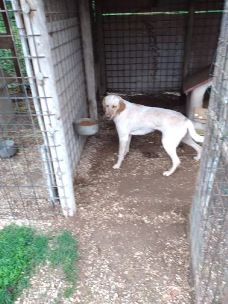 CANE DA TARTUFO