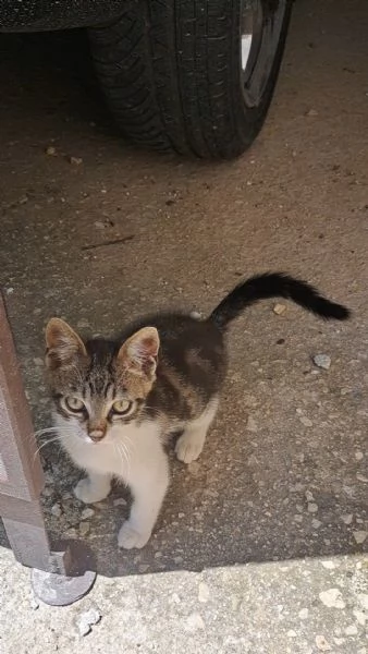 Cerco gatto smarrito