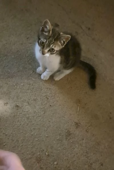 Gattino smarrito  | Foto 0