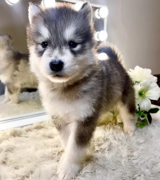 REGALO HUSKY per ladozione | Foto 4