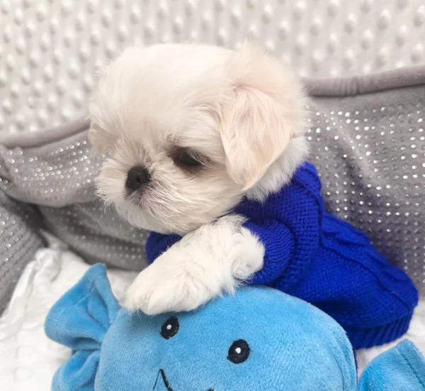Bellissimi piccoli adorabili cuccioli maltesi pronti per ladozione | Foto 6