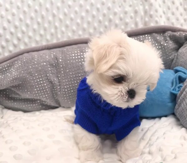 Bellissimi piccoli adorabili cuccioli maltesi pronti per ladozione | Foto 5