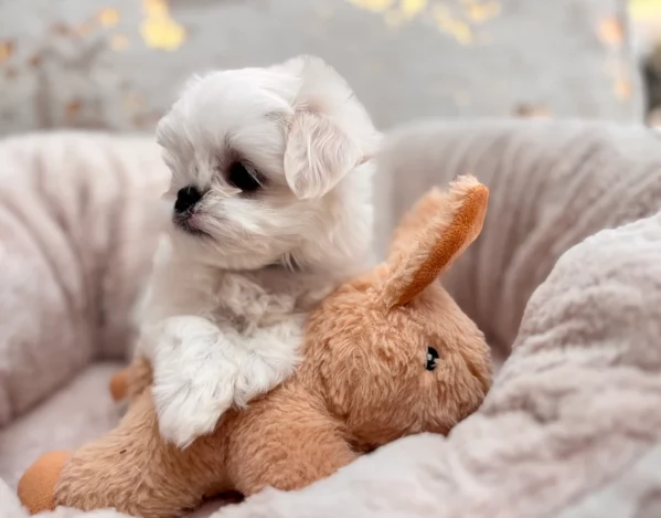Bellissimi piccoli adorabili cuccioli maltesi pronti per ladozione | Foto 4