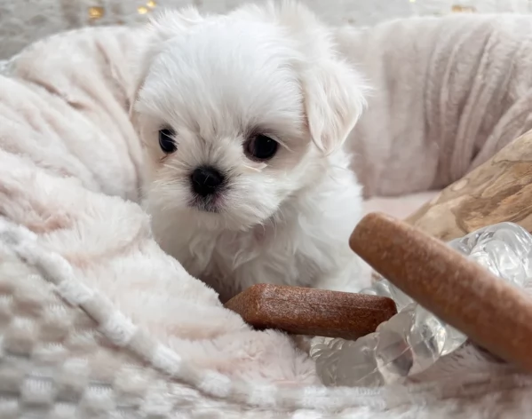 Bellissimi piccoli adorabili cuccioli maltesi pronti per ladozione | Foto 3