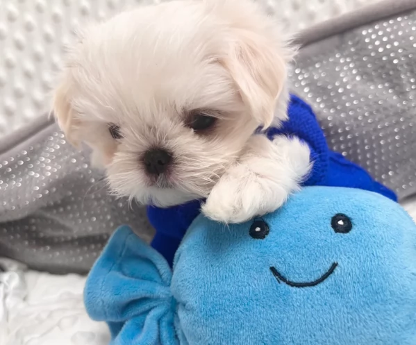 Bellissimi piccoli adorabili cuccioli maltesi pronti per ladozione | Foto 2