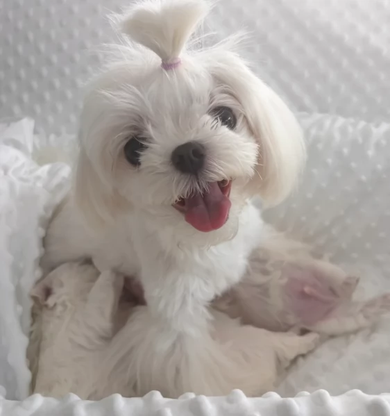 Bellissimi piccoli adorabili cuccioli maltesi pronti per ladozione