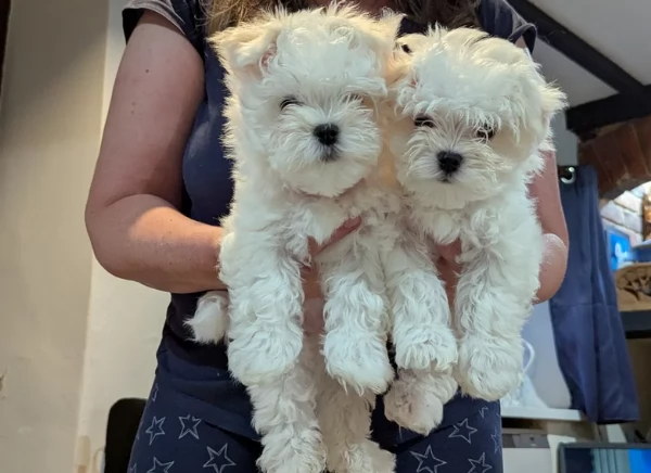 Bellissimi piccoli adorabili cuccioli maltesi pronti per ladozione | Foto 1