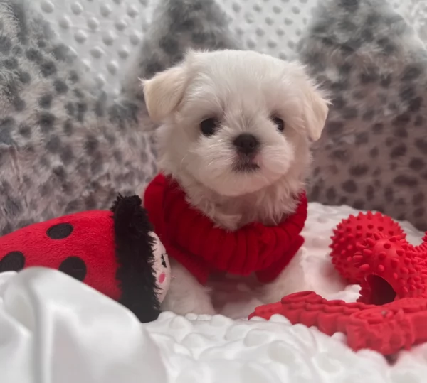 Bellissimi piccoli adorabili cuccioli maltesi pronti per ladozione | Foto 0