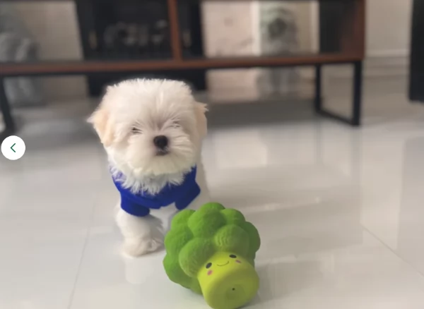 Bellissimi piccoli adorabili cuccioli maltesi pronti per ladozione | Foto 3