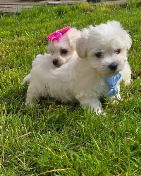 Bellissimi piccoli adorabili cuccioli maltesi pronti per ladozione | Foto 6