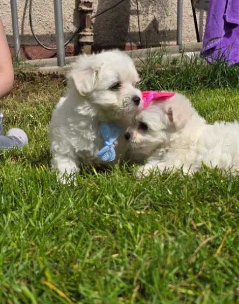 Bellissimi piccoli adorabili cuccioli maltesi pronti per ladozione | Foto 5