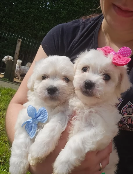 Bellissimi piccoli adorabili cuccioli maltesi pronti per ladozione | Foto 2