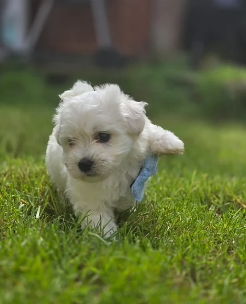 Bellissimi piccoli adorabili cuccioli maltesi pronti per ladozione | Foto 1