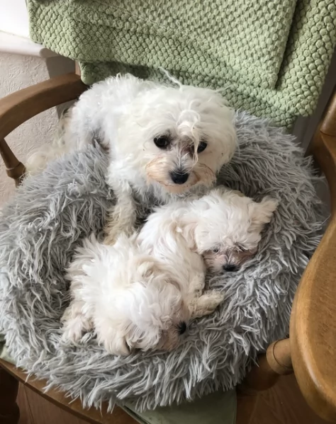 Bellissimi piccoli adorabili cuccioli maltesi pronti per ladozione | Foto 0