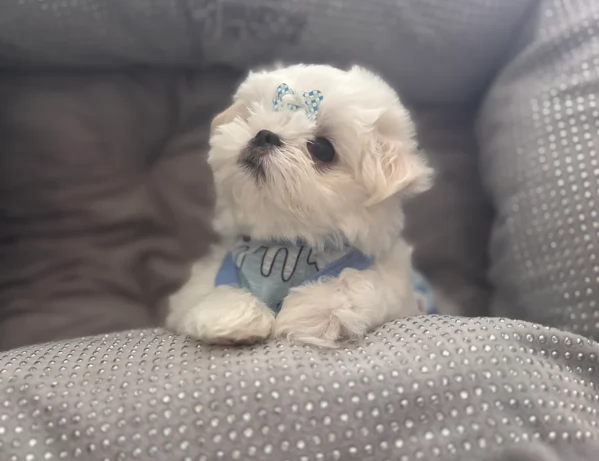 Bellissimi piccoli adorabili cuccioli maltesi pronti per ladozione | Foto 4