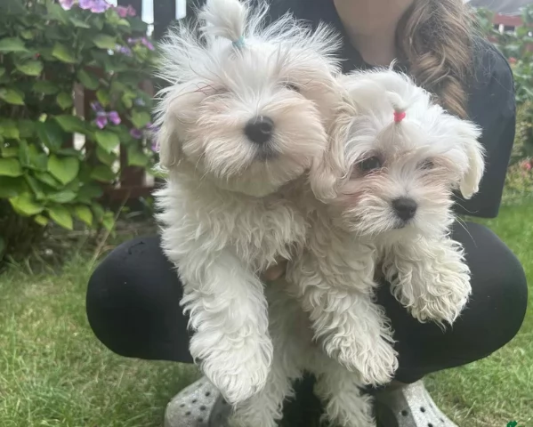 Bellissimi piccoli adorabili cuccioli maltesi pronti per ladozione | Foto 6
