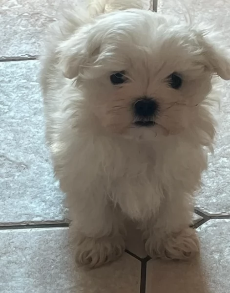 Bellissimi piccoli adorabili cuccioli maltesi pronti per ladozione | Foto 5