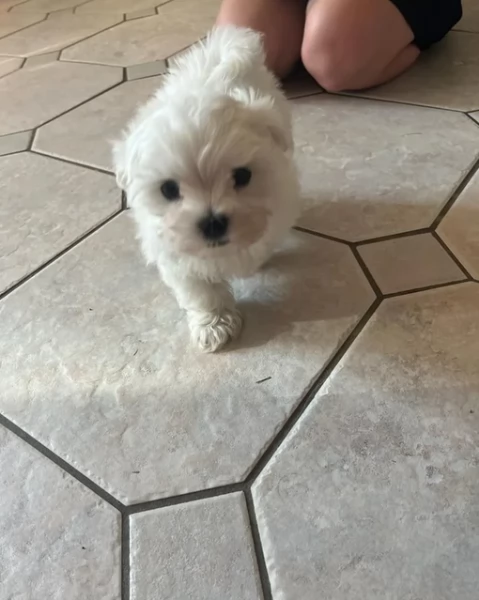 Bellissimi piccoli adorabili cuccioli maltesi pronti per ladozione | Foto 3