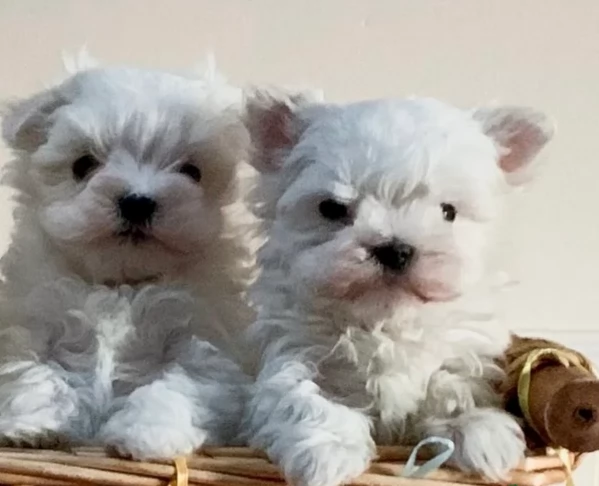 Bellissimi piccoli adorabili cuccioli maltesi pronti per ladozione | Foto 1