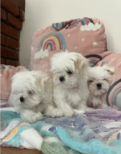 Bellissimi piccoli adorabili cuccioli maltesi pronti per ladozione | Foto 3