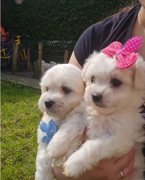 Bellissimi piccoli adorabili cuccioli maltesi pronti per ladozione | Foto 1