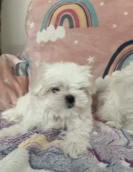 Bellissimi piccoli adorabili cuccioli maltesi pronti per ladozione | Foto 0