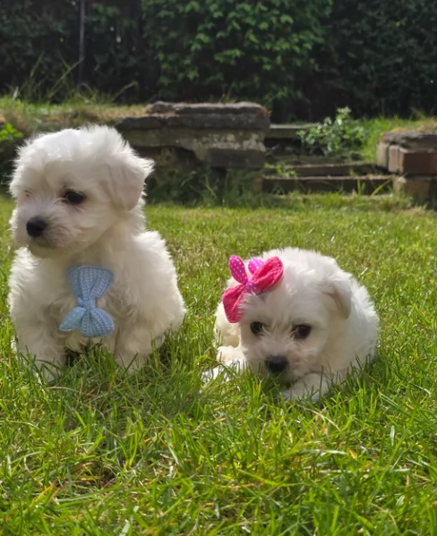 Bellissimi piccoli adorabili cuccioli maltesi pronti per ladozione