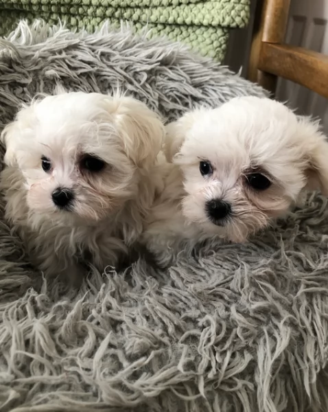 Bellissimi piccoli adorabili cuccioli maltesi pronti per ladozione | Foto 6