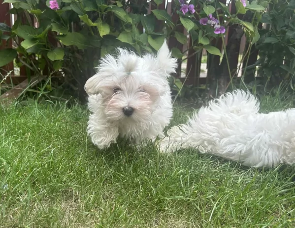 Bellissimi piccoli adorabili cuccioli maltesi pronti per ladozione | Foto 1