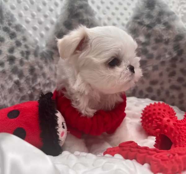 Bellissimi piccoli adorabili cuccioli maltesi pronti per ladozione | Foto 3