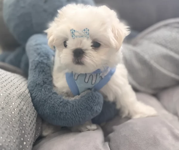 Bellissimi piccoli adorabili cuccioli maltesi pronti per ladozione | Foto 1