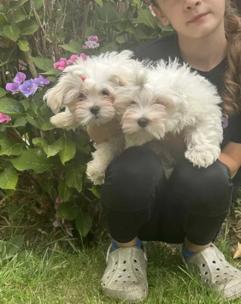 Bellissimi piccoli adorabili cuccioli maltesi pronti per ladozione