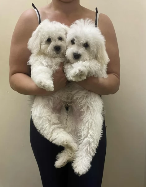 Bellissimi piccoli adorabili cuccioli maltesi pronti per ladozione | Foto 2