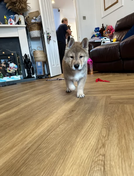 Bellissimi adorabili cuccioli shiba inu pronti per ladozione | Foto 6