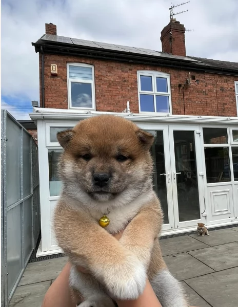 Bellissimi adorabili cuccioli shiba inu pronti per ladozione | Foto 3