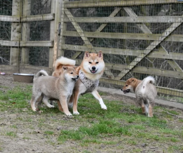 Bellissimi adorabili cuccioli shiba inu pronti per ladozione | Foto 0
