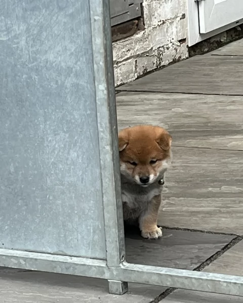 Bellissimi adorabili cuccioli shiba inu pronti per ladozione | Foto 2