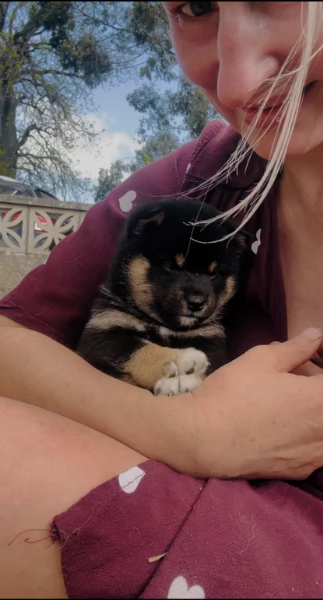 Bellissimi adorabili cuccioli shiba inu pronti per ladozione | Foto 0