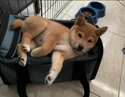 Bellissimi adorabili cuccioli shiba inu pronti per ladozione | Foto 1