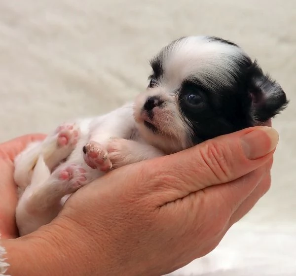 meraviglioso e adorabili cuccioli chihuahua pronti per ladozione | Foto 3