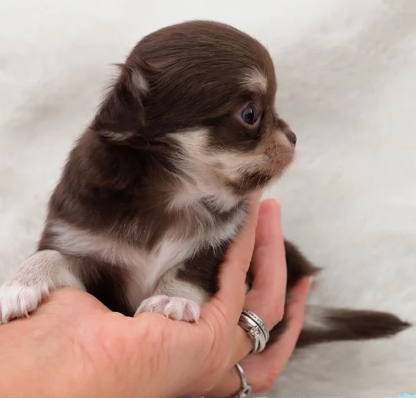 meraviglioso e adorabili cuccioli chihuahua pronti per ladozione | Foto 2