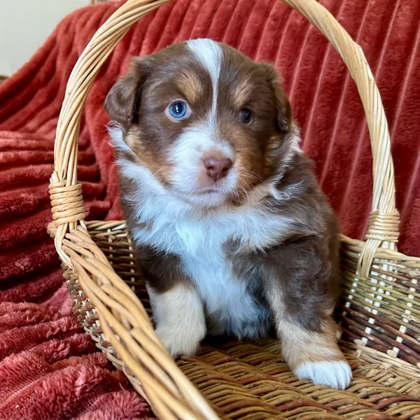 spettacolari cucciola di pastore australiano australian shepherd per ladozione | Foto 3