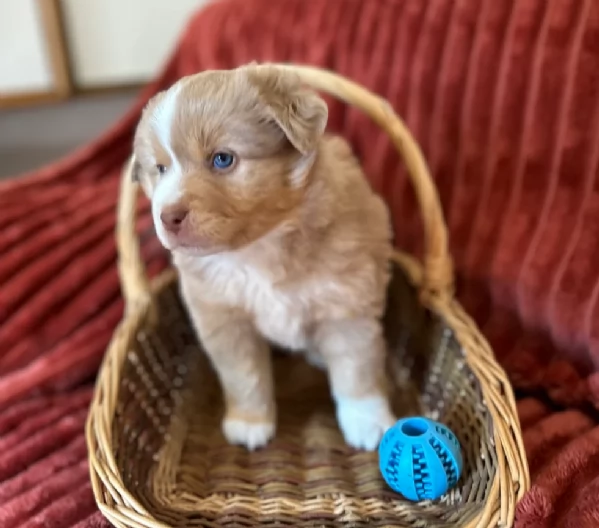 spettacolari cucciola di pastore australiano australian shepherd per ladozione | Foto 2