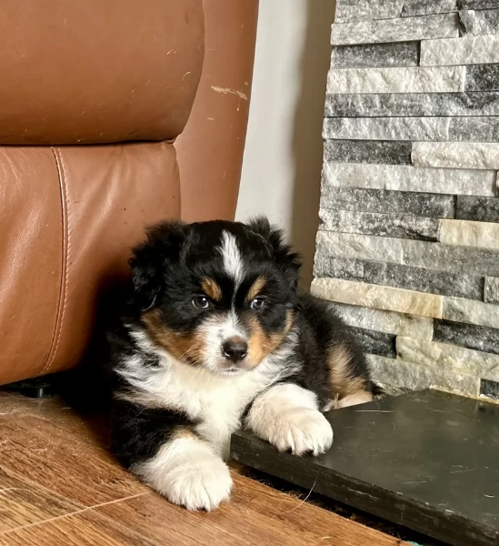 spettacolari cucciola di pastore australiano australian shepherd per ladozione | Foto 5