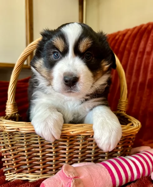 spettacolari cucciola di pastore australiano australian shepherd per ladozione | Foto 2